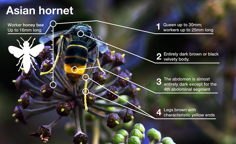 Asian-hornet