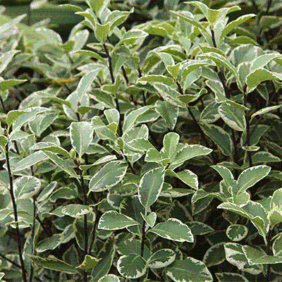 Pittosporum