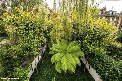 Lush green trees and ferns in a garden.