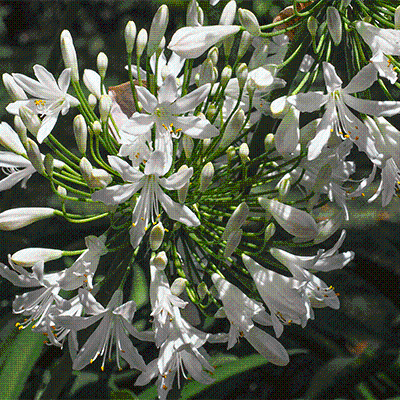 Agapanthus white 