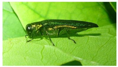 The emerald ash borer beetle