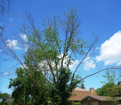 emerald ash borer beetle