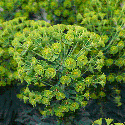 Euphorbia characias subsp. wulfenii