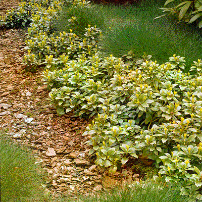 Pachysandra terminalis