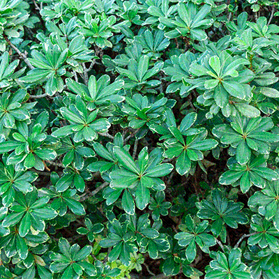Pittosporum tobira ’variegatum’ 