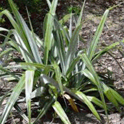  Astelia chathamica
