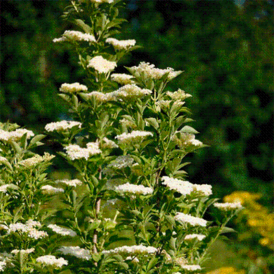  Sambucus Nigra Obelisk
