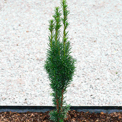 Taxus baccata 'Fastigiata Robusta'