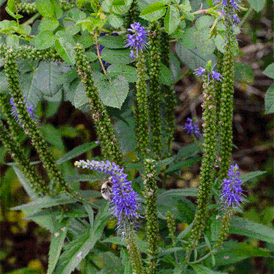  Veronica spicata 