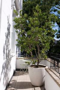 A large potted tree on a balcony with garden furniture in the background.
