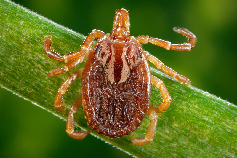Ticks can be found in long grass