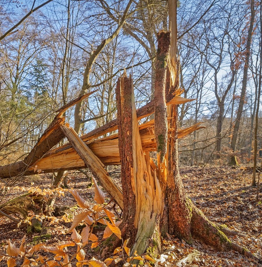 Tree fatality