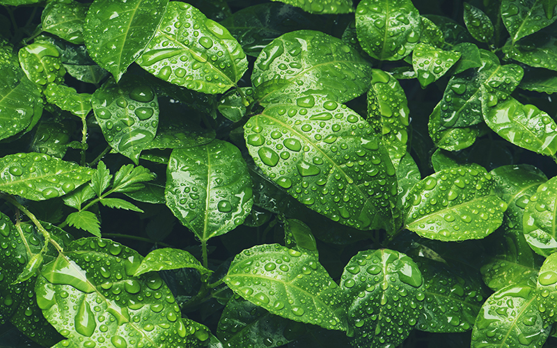 The First International Plant Health Conference British Association