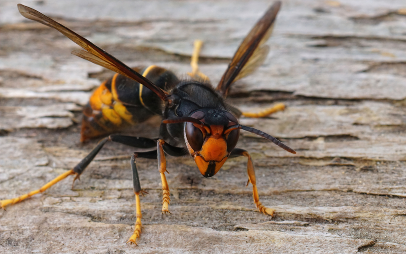 invasive Vertaling EngelsNederlands Mijnwoordenboek