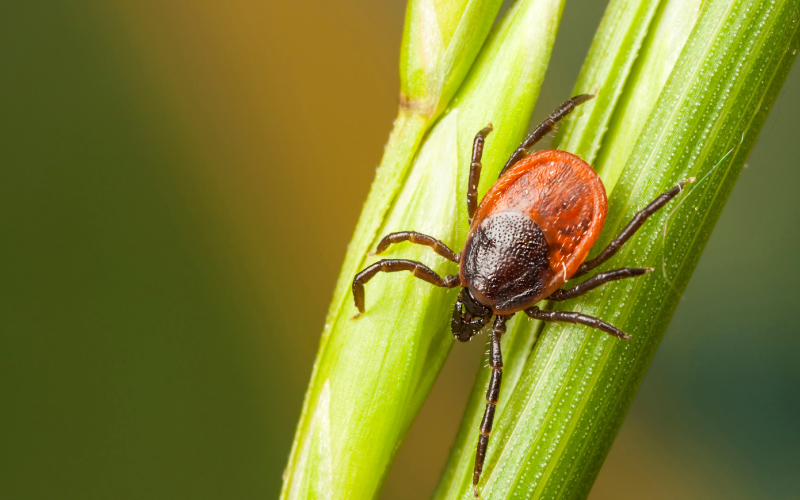 Tick awareness recognising the signs & symptoms British Association of Landscape Industries